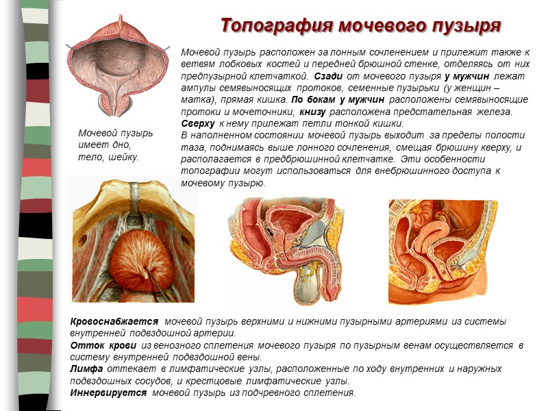 Топография мочевого пузыря Мочевой пузырь расположен за лонным сочленением и прилежит также к ветвям